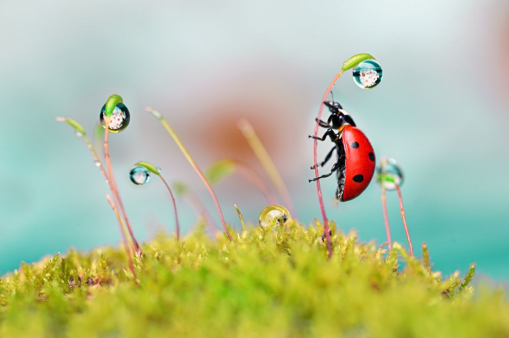 Photograph by Ganev Tsvetan