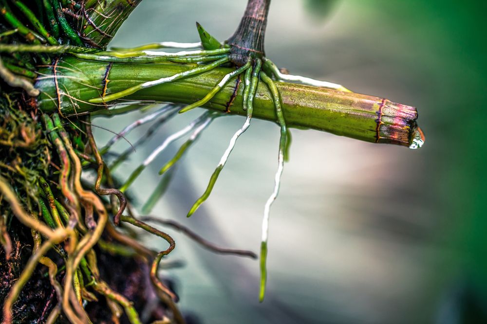 Photograph by Everton Medeiros