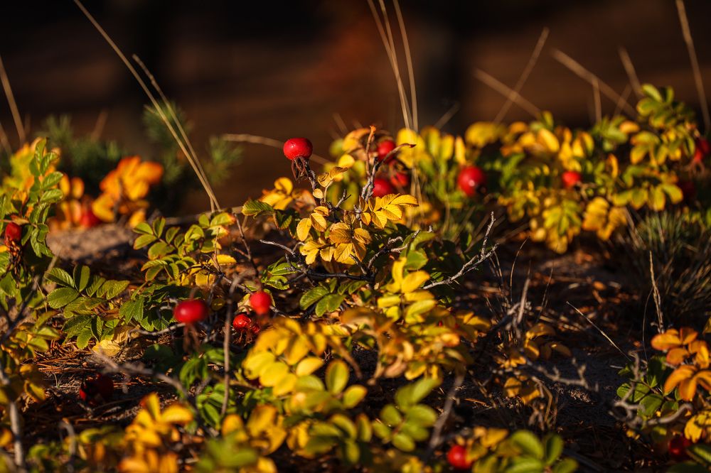 Photograph by Sergei Komlev