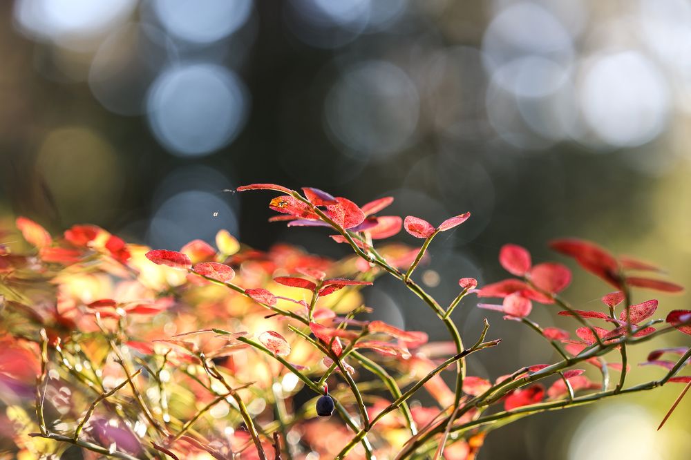 Photograph by Sergei Komlev