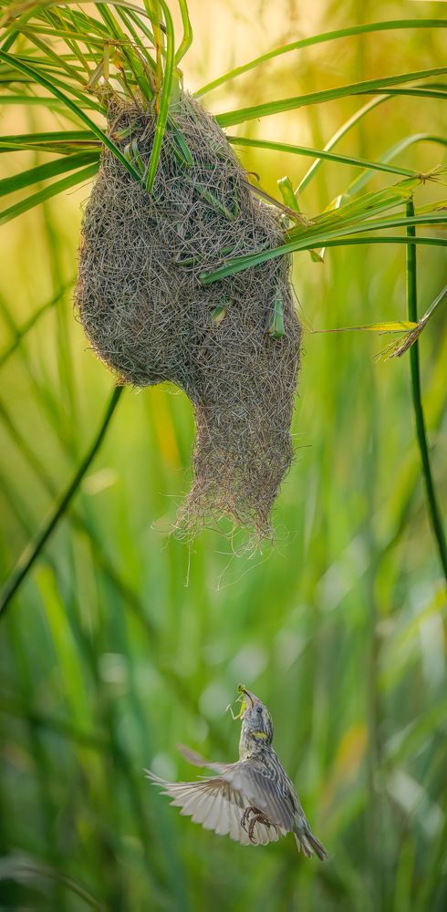 Photograph by Rin Võ