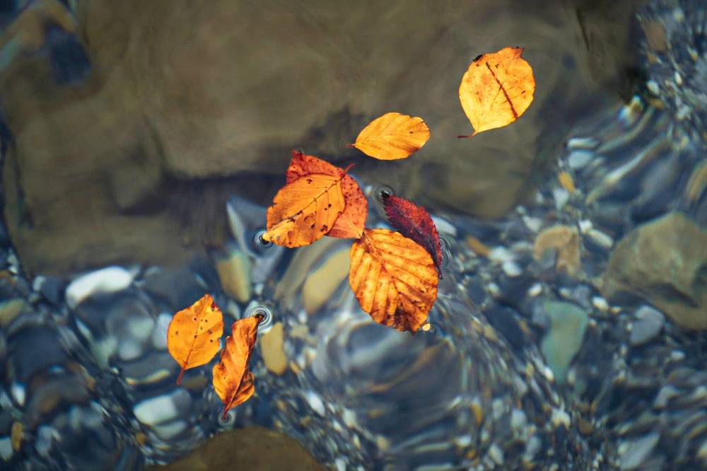 Small stories of Nature