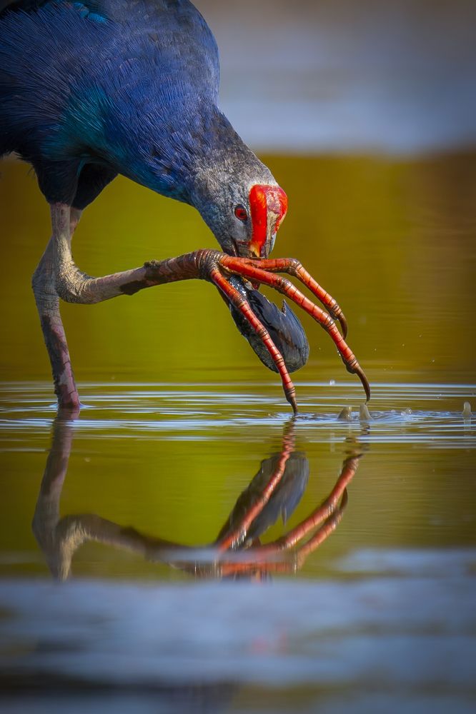 Photograph by Rin Võ