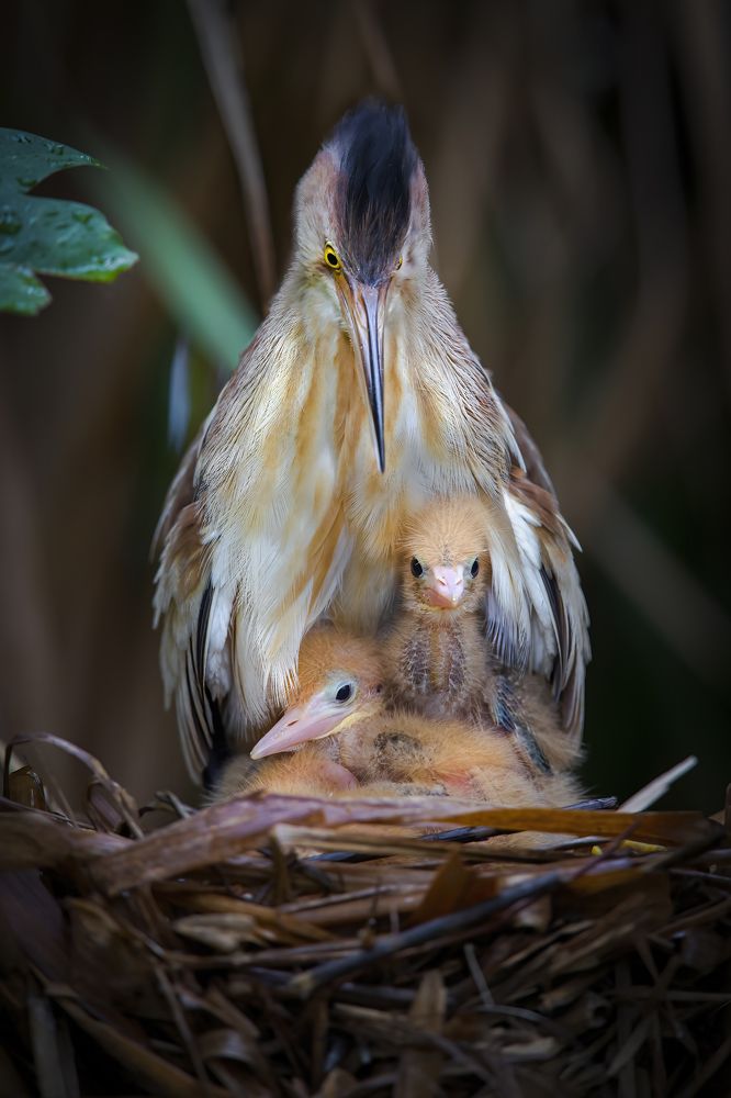 Photograph by Rin Võ