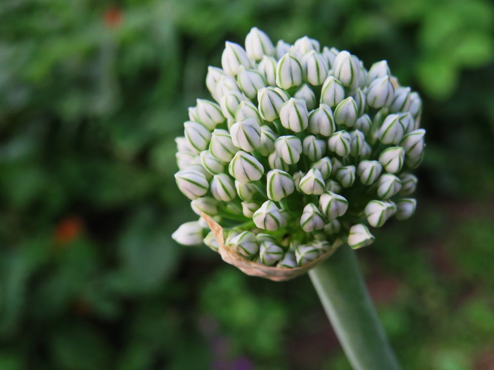 Onion inflorescence