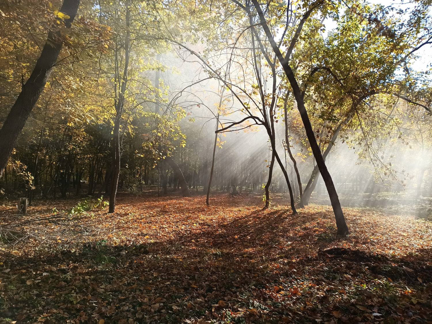 Photo #9698289