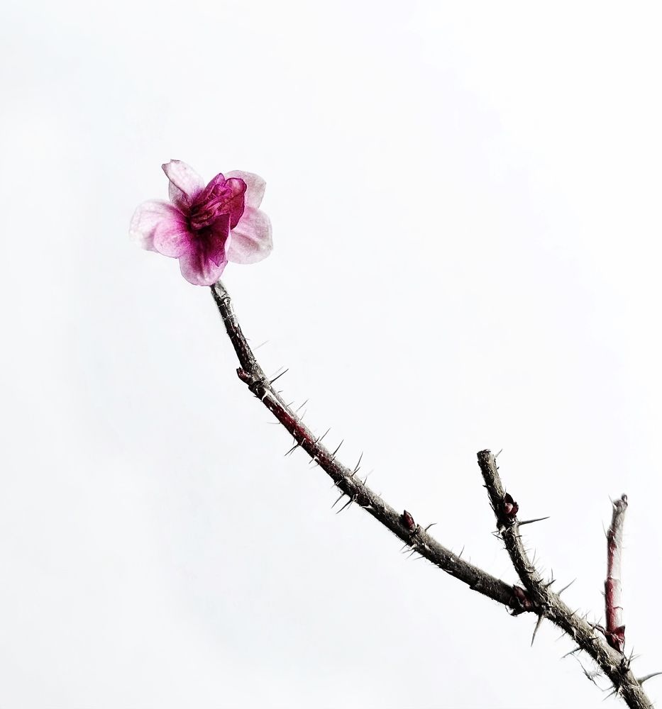 Photograph by Гуляева Светлана