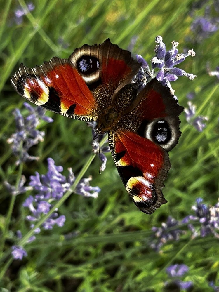 Прекрасное рядом