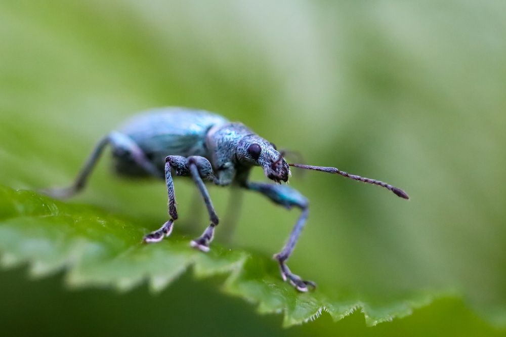 Долгоносик