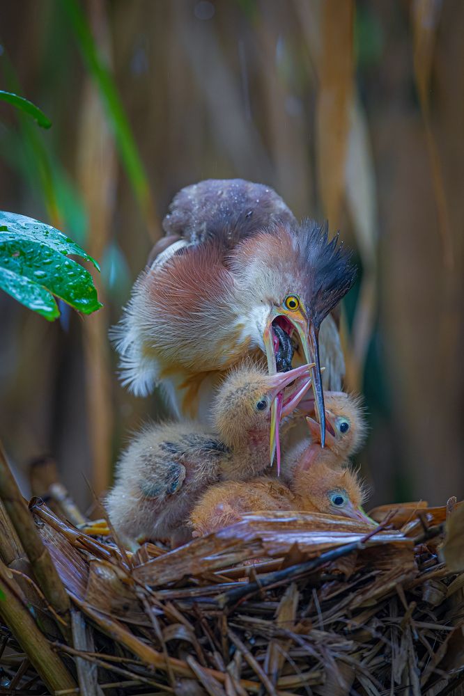 Photograph by Rin Võ