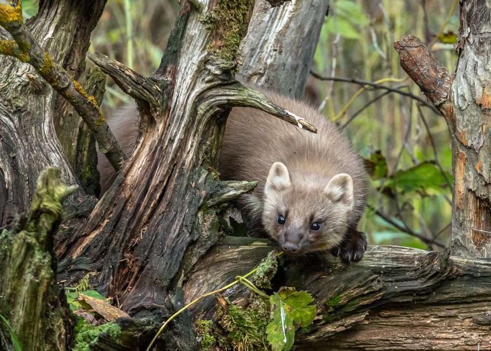 Photograph by Александр