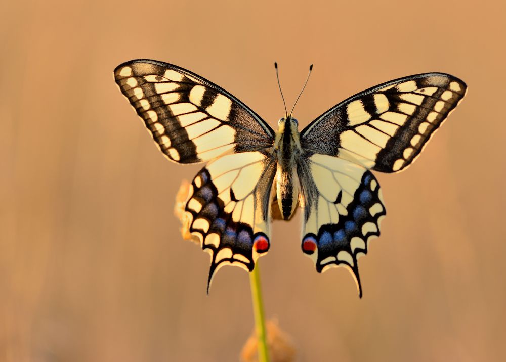 Photograph by ruurd visser