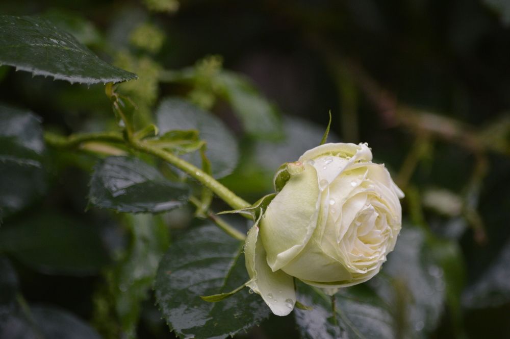 Photograph by Анна