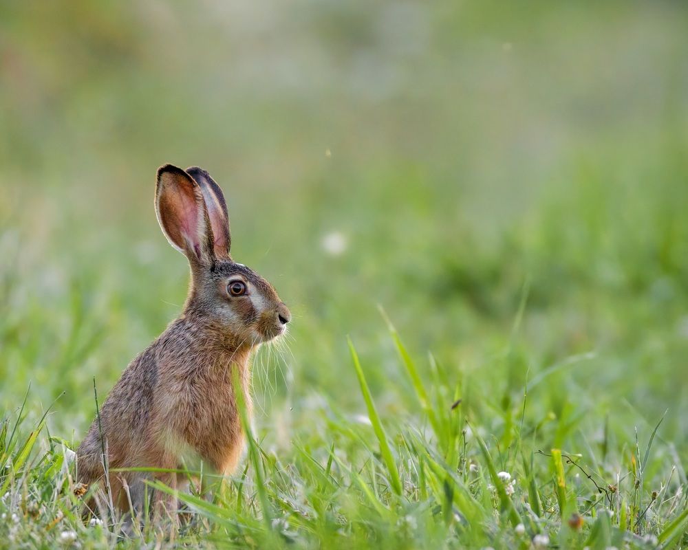 Фотография автора Sebastian Popa