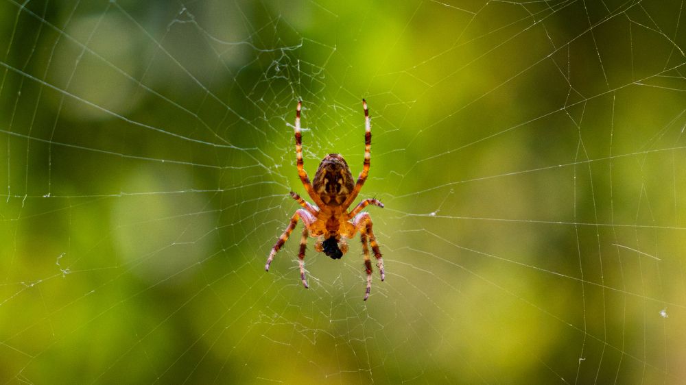 Фотография автора Виталий Панченко