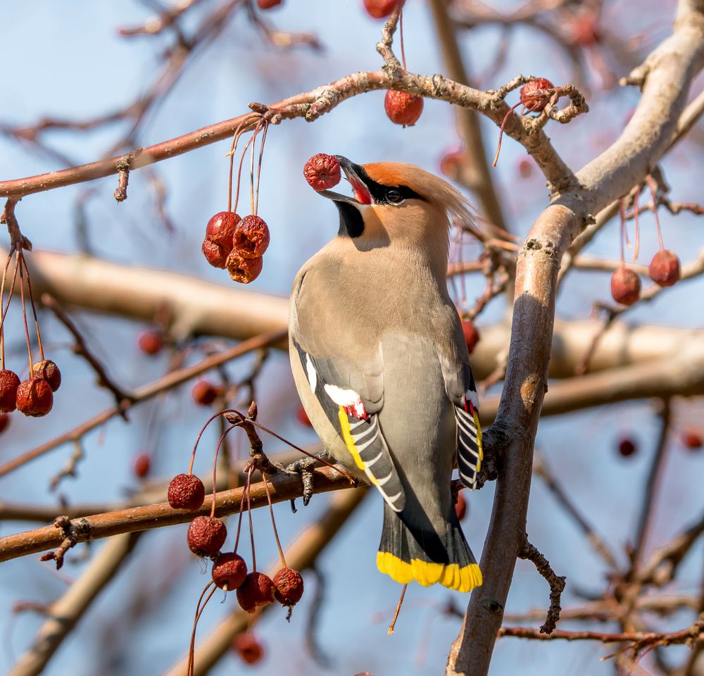 Ягодки на обед.