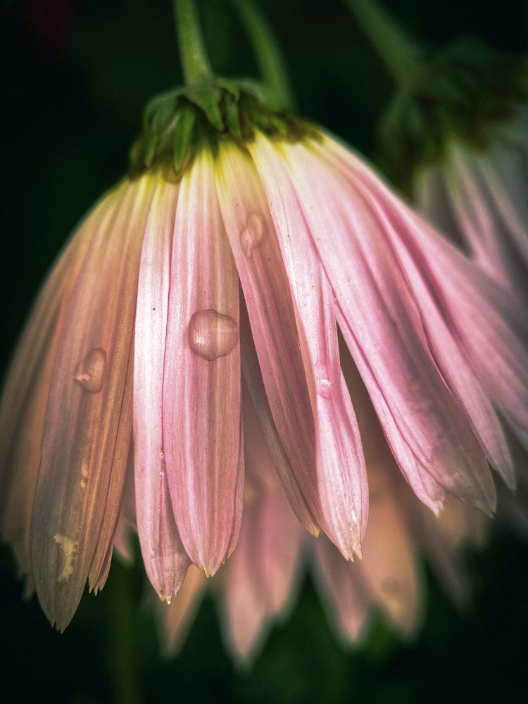 Photograph by Мария Акимова