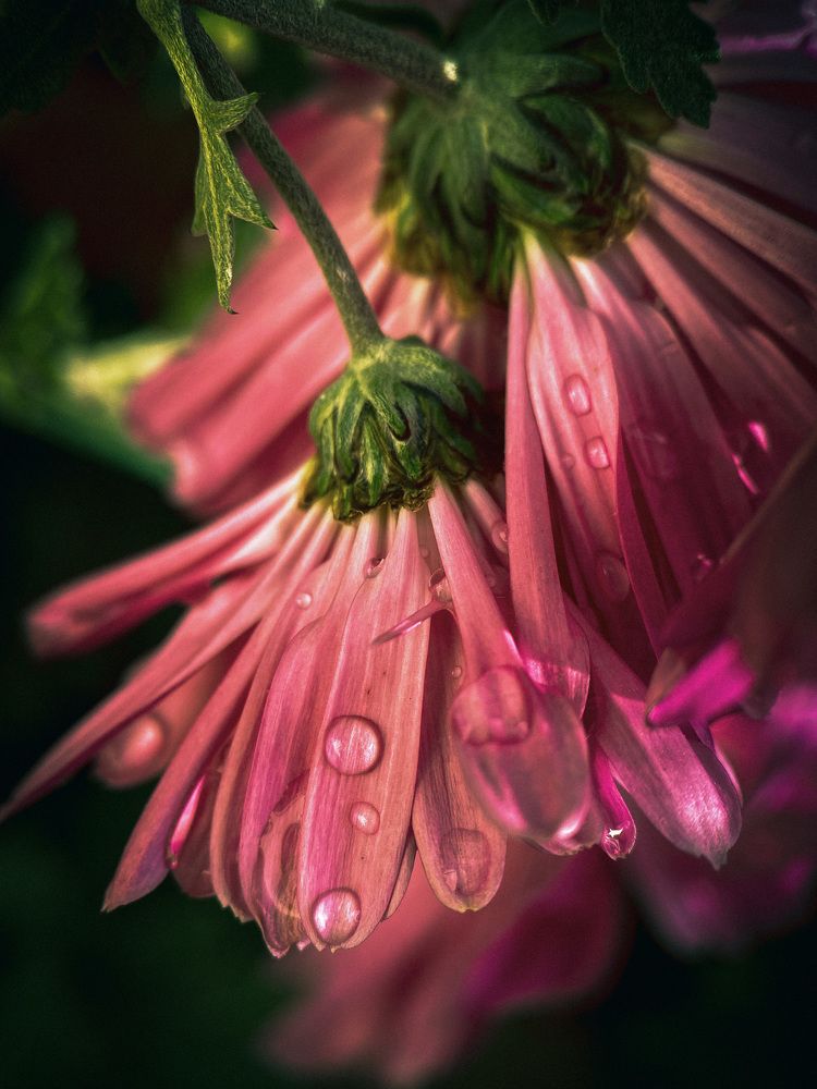 Photograph by Мария Акимова