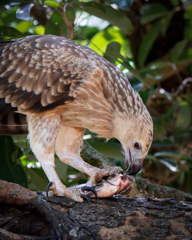 let me eat this prey.