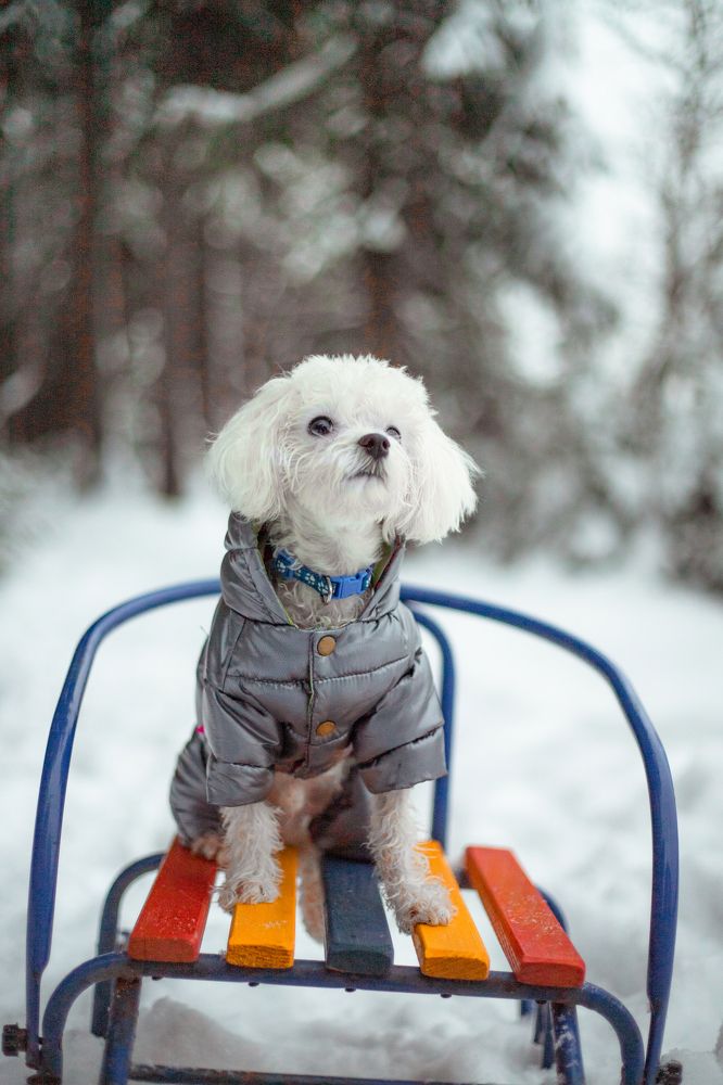 Фотография автора Виктория Головнич