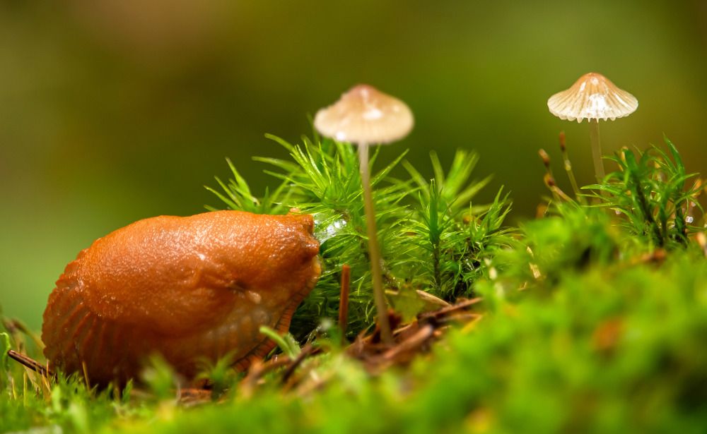 Фотография автора Александр Довганюк