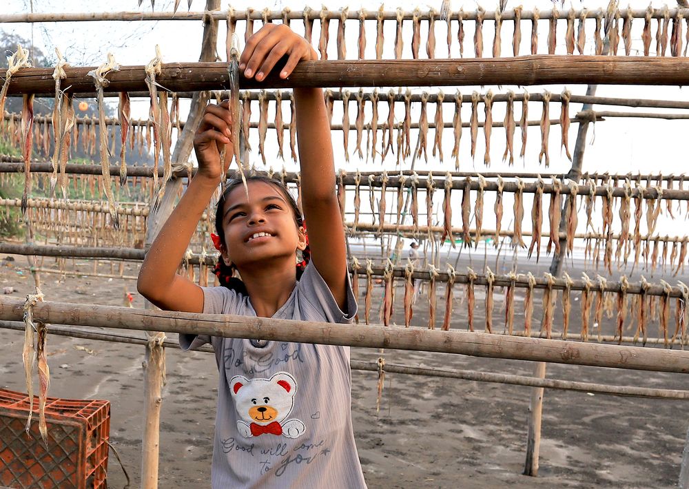 Busy in drying fish.