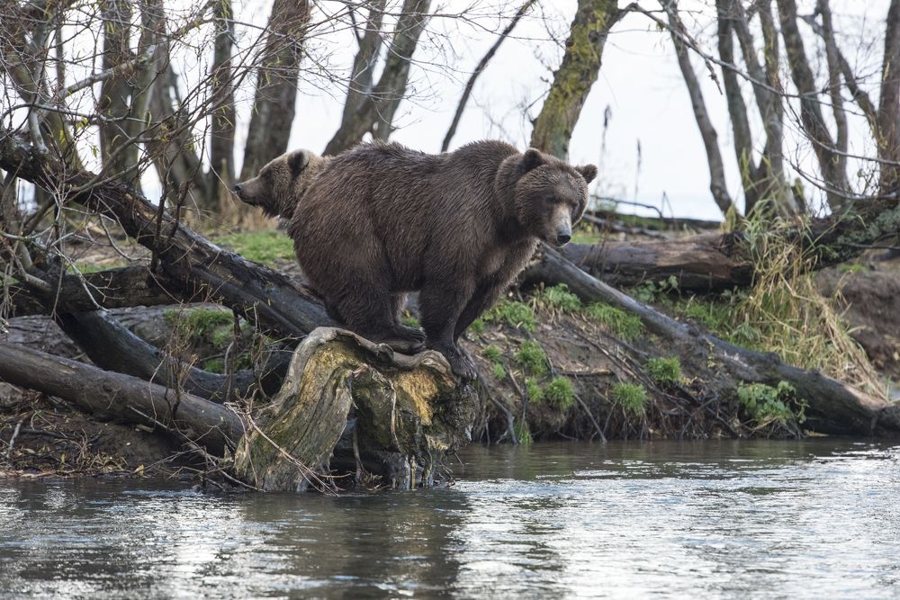 Photograph by Алексей Шаскольский