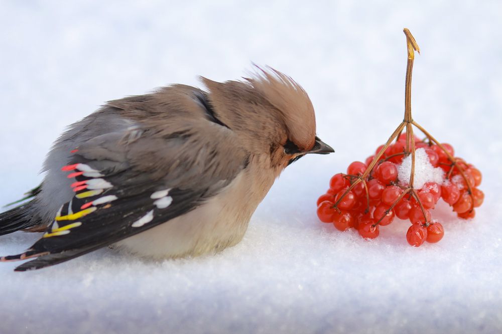 Photograph by Людмила Савчук