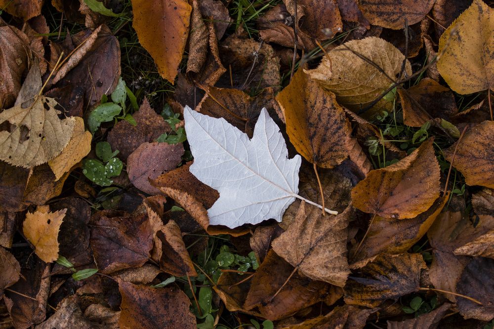 Photograph by Sergei Komlev