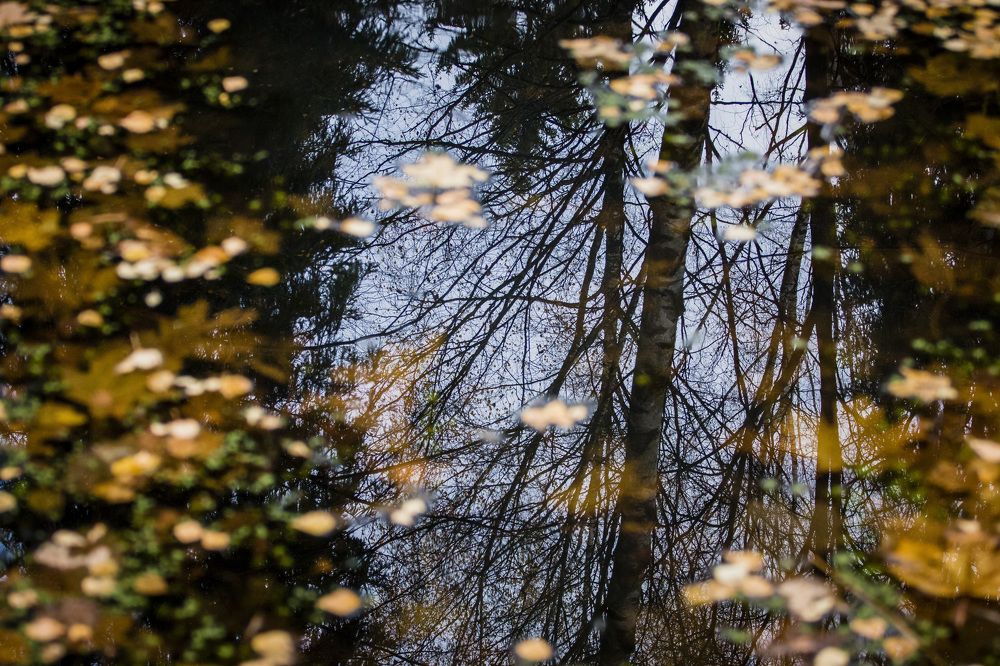 Photograph by Sergei Komlev