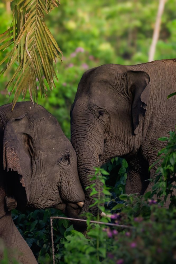 Photograph by Mohan Raj Nair