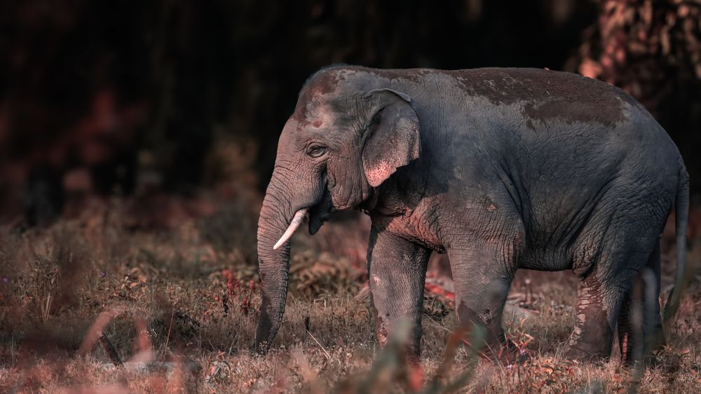 Photograph by Mohan Raj Nair