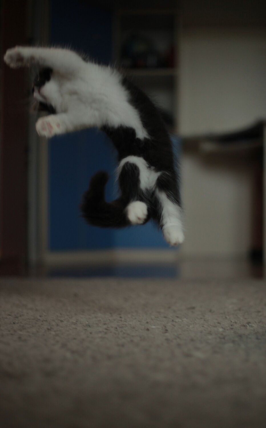 Photo #9699334