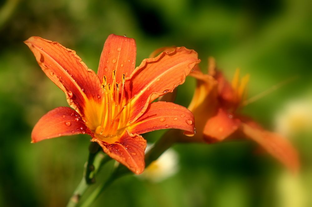 Фотография автора Nelya  Lysenko