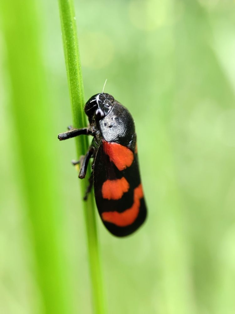 Cercopis vulnerata