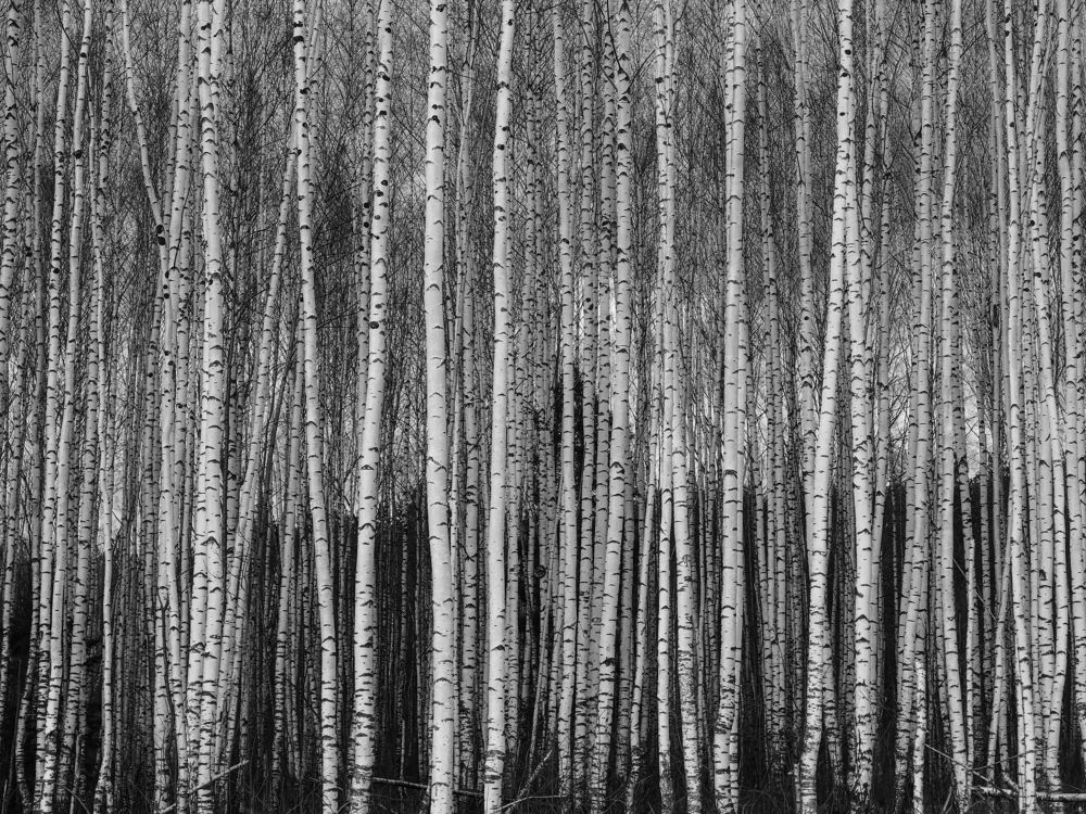 Берёзовый строй