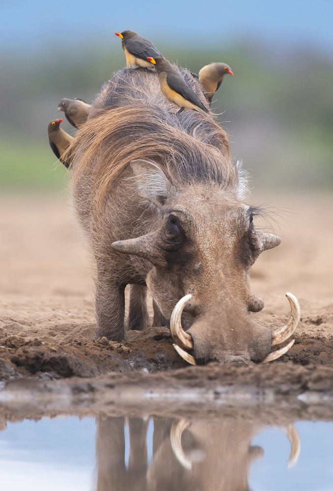 Дружелюбный Пумба
