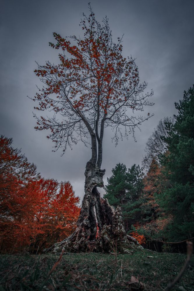 Photograph by Кривцов Андрей