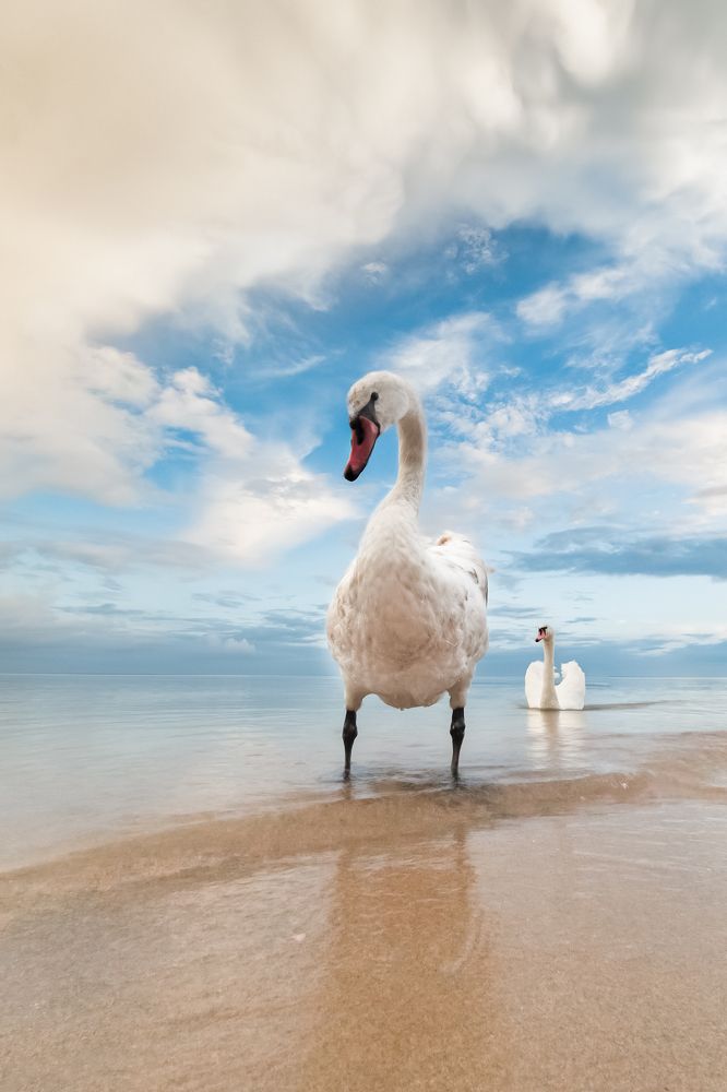Семки есть??? А если найду?