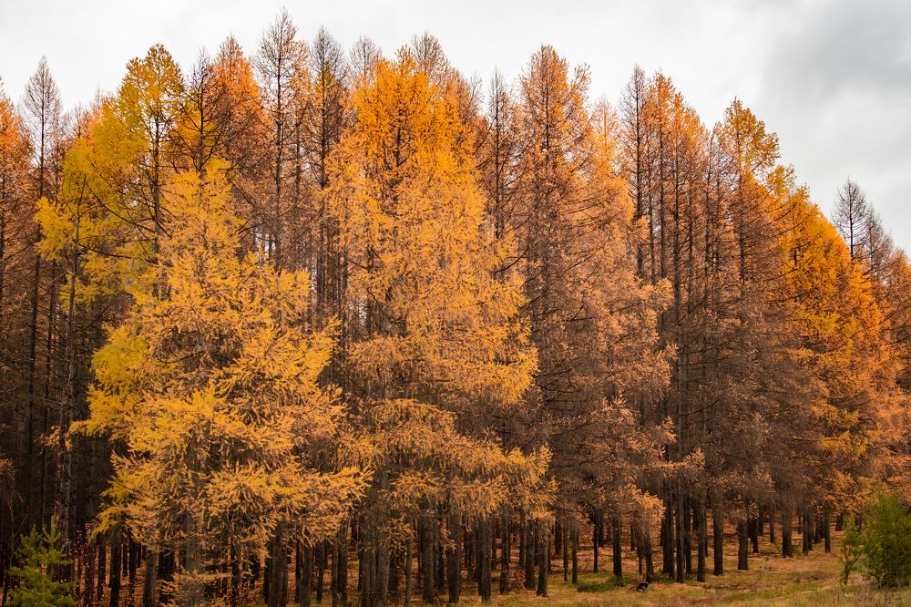 Photograph by Высотских Владимир