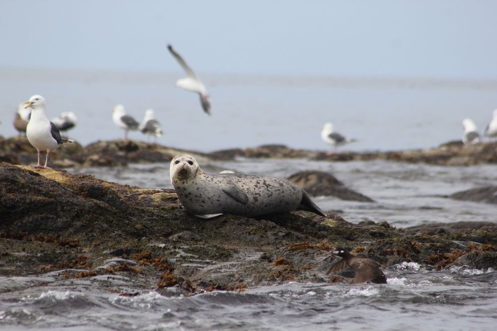 Фотография автора Адия Кочубей