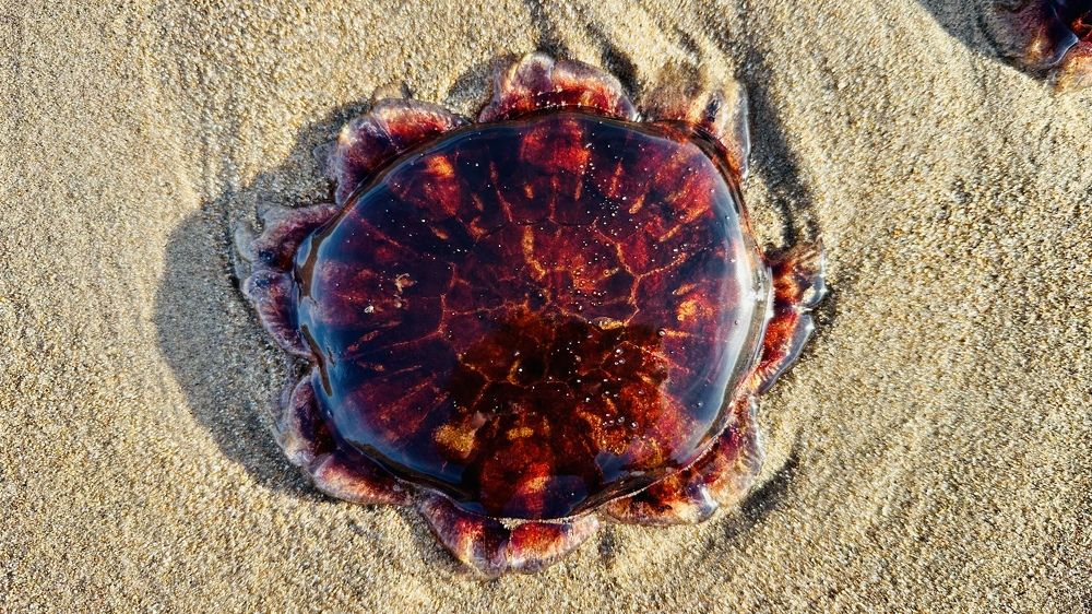 Photograph by Юлия Казимирова