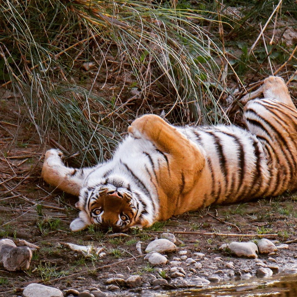 Photograph by Akash Bhattacharyya