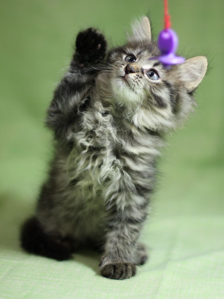 Поймаю соску за секунду!