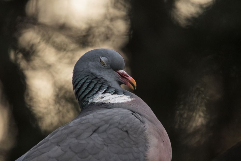 Photograph by Елизавета Цемко