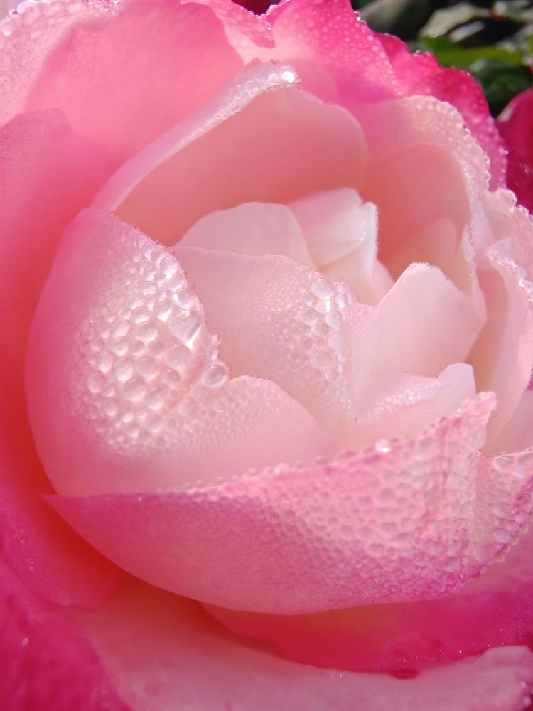 Photograph by Ирина Забродина