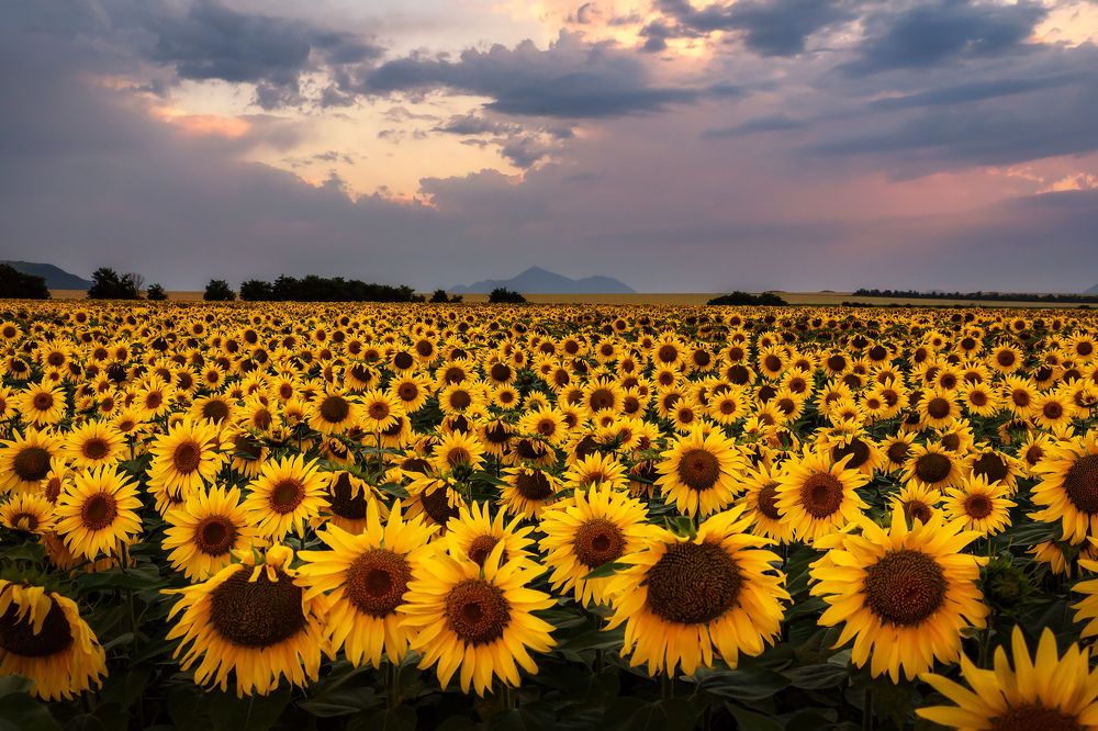 Photograph by Zakharov Armen