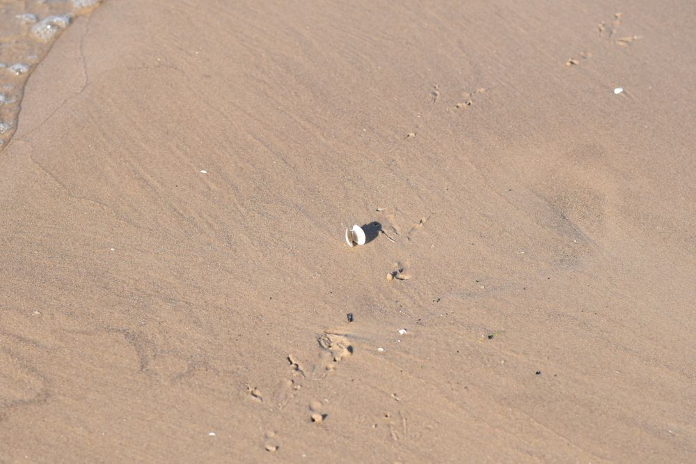 Ракушка / Shell