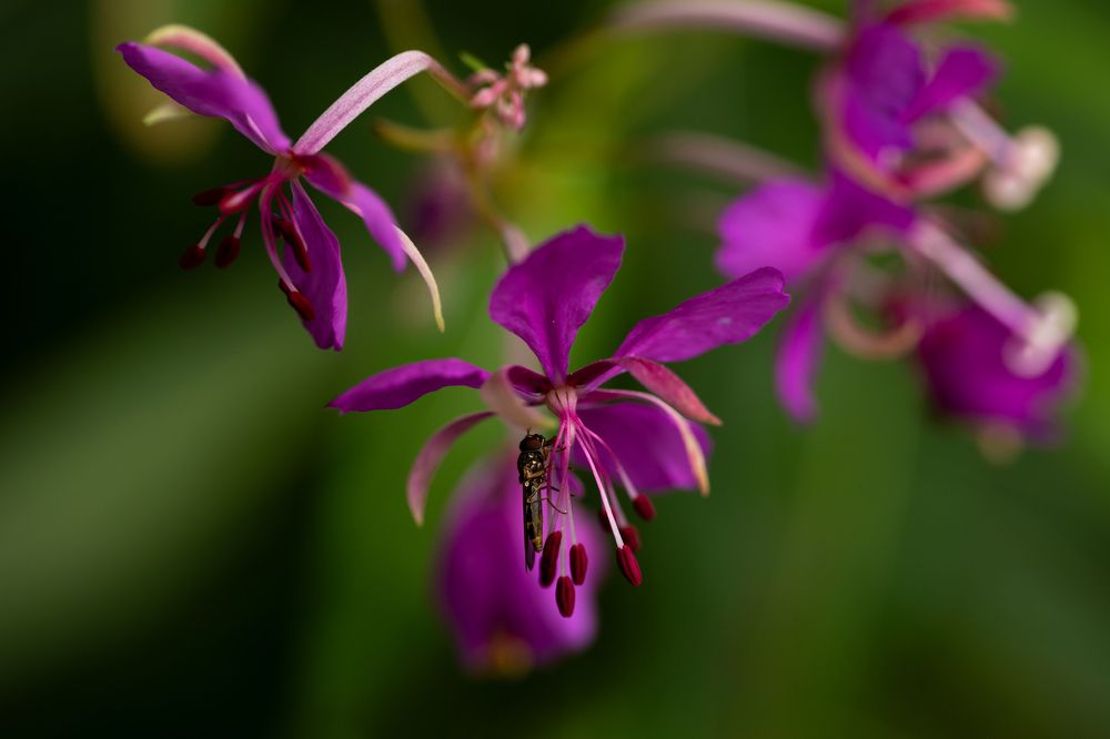 Photograph by Alexandre de Pommereau