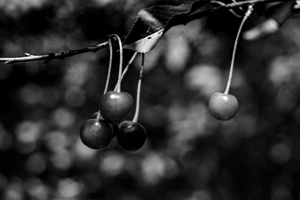 Photograph by Сергей Аникушин